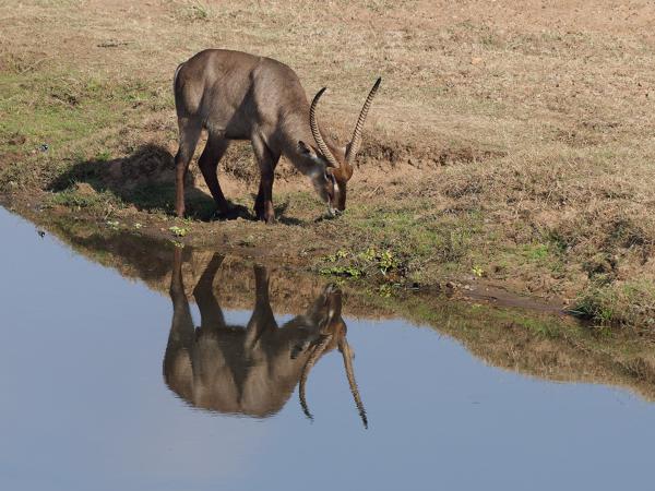 Waterbok (Kobus ellipsiprymnus)